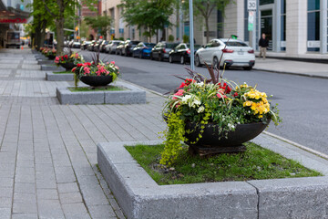 Flowers growing in flowerbeds in the street in downtown Ottawa, Canada