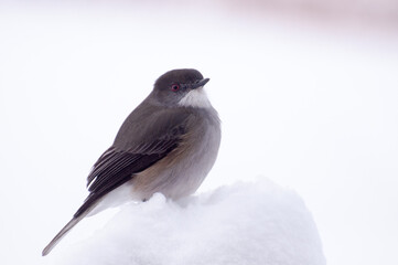 diucon en nieve en patagonia chilena. magallanes.
