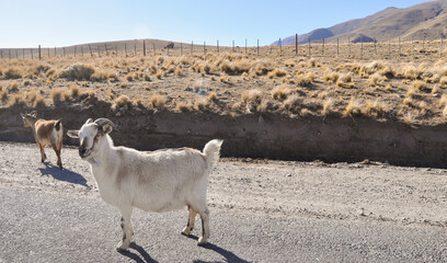 Cabras en la ruta en el Norte Argentino