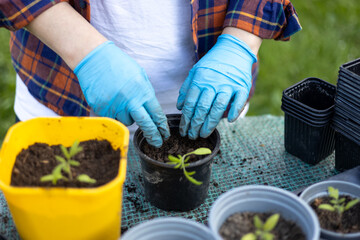 Young green seedlings of tomato in a special plastic form on nature background, happy 30s woman gardener transplanting seedlings outdoors. Growing organic food near home