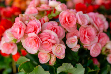 Pink abundant inflorescences of the home flower Begonia elatior. Home decoration.