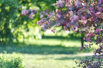 Springs background with blossoming branch of pink cherry tree in the garden.