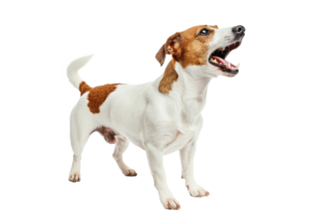 Close-up of an aggressive dog barking with its teeth bared, isolated on white background