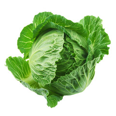 Obraz premium Close-up of fresh Savoy cabbage with green leaves, isolated on white background