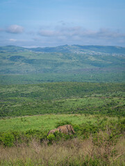 Eléphants en liberté dans un large paysage de la réserve en Afrique du Sud