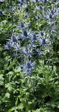 (Eryngium alpinum) Alpen-Mannstreu mit silberblauen Halme tragen silberblau, lanzettlich, gez&auml;hnt Bl&auml;tter und klein Bl&uuml;ten in l&auml;nglichen K&ouml;pfen gruppiert
