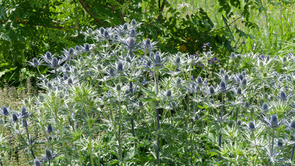 (Eryngium alpinum) Alpen-Mannstreu or Edeldisteln mit dekorative gezähnt Blätter und violette...