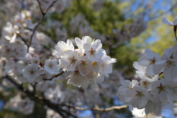 blooming tree