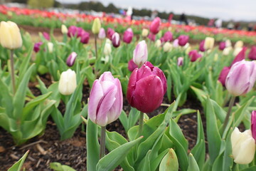 Light purple and dark purple tulips