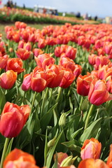Obraz premium Close up of a field of tulips