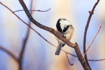 black capped kingfisher