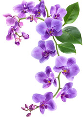 Fresh flying violet orchids and leaves isolated on white