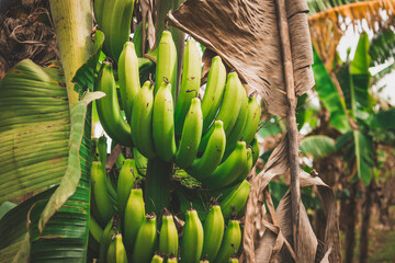 banana tree in the garden