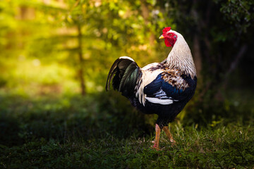 Rooster portrait in the grass © npotvin