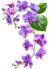 Fresh flying violet orchids and leaves isolated on white