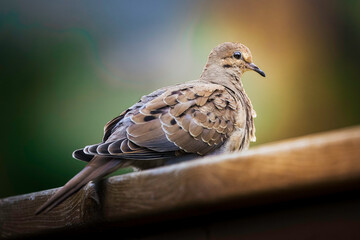 Morning dove perched