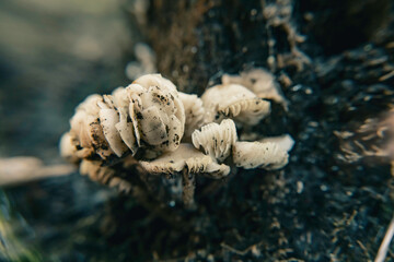 mushroom on the tree