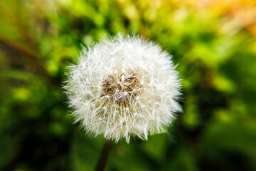 Fototapeta premium dandelion on green background