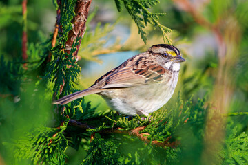 sparrow on a branch