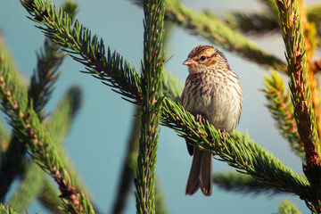 Female house sparrow on a tree branch