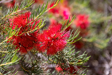 red-flowering, carmine-red bottlebrush from the myrtle family