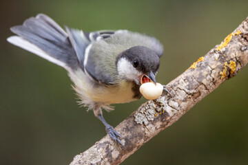 Great Tit (Parus major) fledgling with a chick in its beak about to fly from a branch