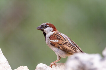 House sparrow (Passer domesticus) perched on some stones next to a river