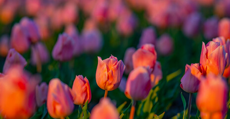 Fototapeta premium Tulips flowers in a spring field. Red tulips with beautiful bouquet background. Tulip flower. Tulip field in spring. Spring blossom flowers in garden.