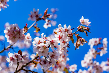 cherry tree blossom