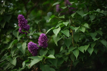 Lilac bush closeup in spring garden.