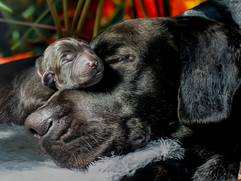 Labrador puppy one day old with his mummy