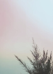 Obraz premium The image is of a pine tree against a pastel sky. The sky is a gradient of pink, blue, and yellow. The tree is dark in color and has long, thin branches.