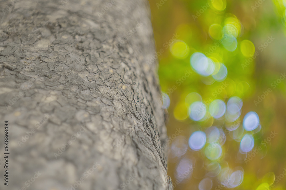 Wall mural a close-up blank of the defocused texture of bark on a tree trunk against the background of a green 