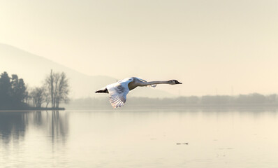 Fototapeta premium swan in flight
