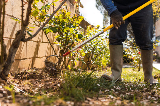 Man tidying up garden using a rake near flower bushes