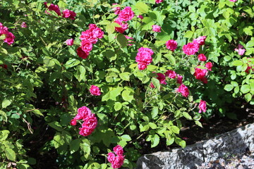 Sweden. Garden roses are predominantly hybrid roses that are grown as ornamental plants in private or public gardens.   
