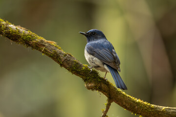 Hainan Blue Flycatcher perched on a branch in the Cat Tien National park forest
