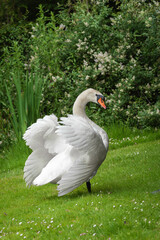 During the breeding season, adult mute swans (Cygnus olor) often take a threatening pose, fluffing their feathers. Protection of offspring.