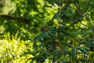 Rhododendron sprig with leaves on a blurred green background. Summer photo wallpaper. Green background, trees, park, forest, nature.