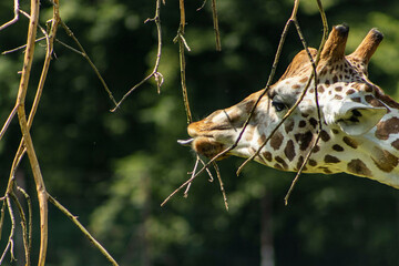 Detail of a giraffe's head while eating twigs. Giraffe being fed in the zoo. Giraffe portrait, head, animal, tall. A giraffe with its tongue sticking out while nibbling on a branch