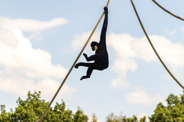A gibbon swinging on the rope equipment of an outdoor zoo exhibit. Animal, monkey, gibbon. Animal playing in the zoo. Long arms, long legs, funny