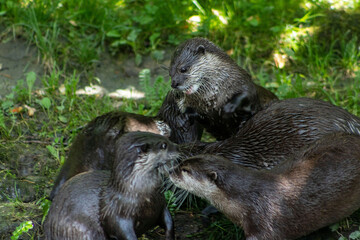 a group of frolicking otters. Otters in a group. Otters frolicking in a group.