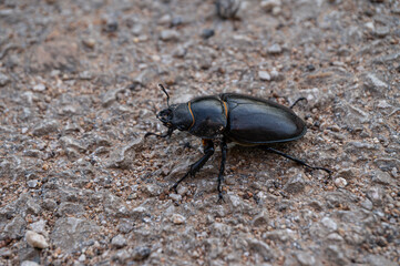 Lucanus cervus