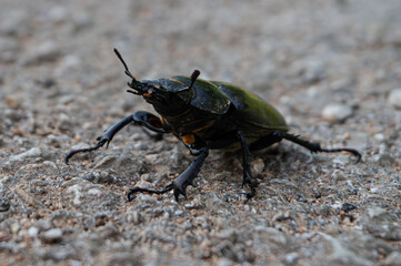 Lucanus cervus