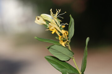 common honeysuckle flowers and leaves