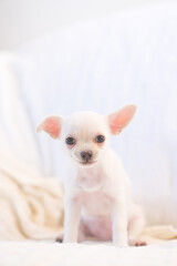  close up of cute funny dog chihuahua puppy on sofa.