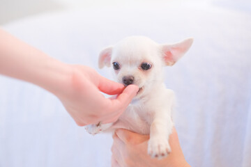  close up of feeding dog chihuahua puppy in hands.