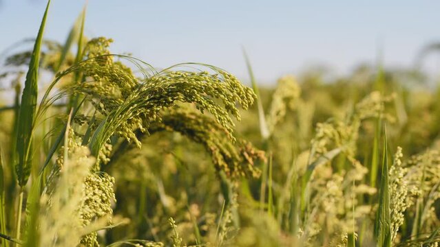 Growing millet in agriculture, close-up of a ripening brush of millet in the field