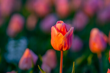 Blossom spring flowers tulips. Spring background for Easter or Valentines Day. Beautiful bouquet of tulips in spring with blurred background. Spring design.