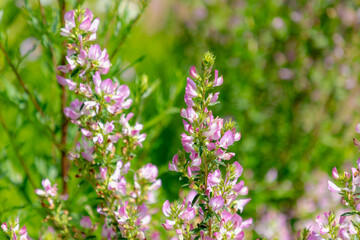 Selective focus of purple pink wild flowers with green grass, Ononis spinosa commonly known as...